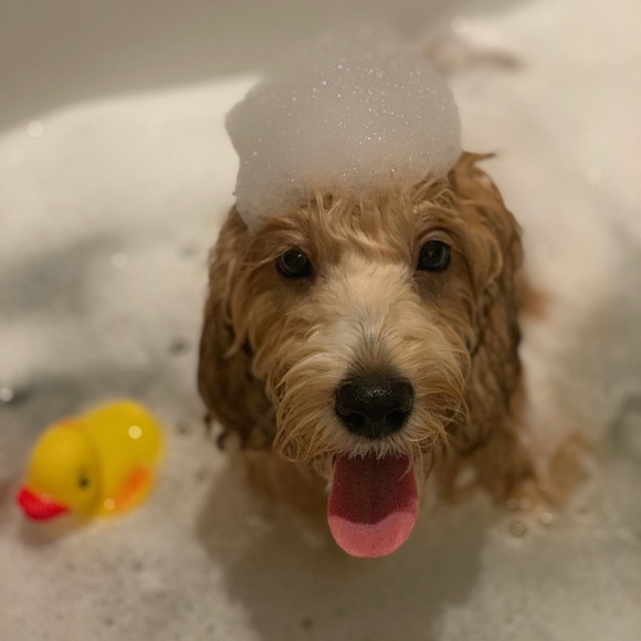 Meet your Posher, - Picture 1 of 1